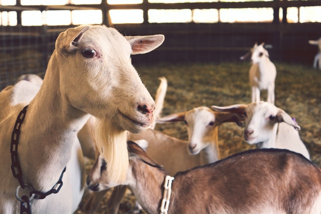 Kerala Goat Farming Subsidy